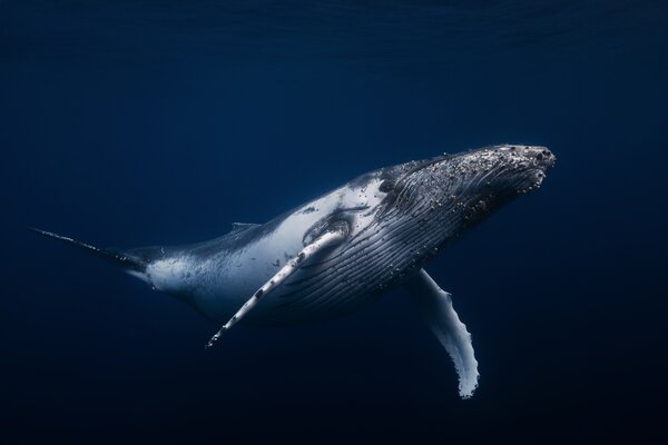 Humpback whale in blue