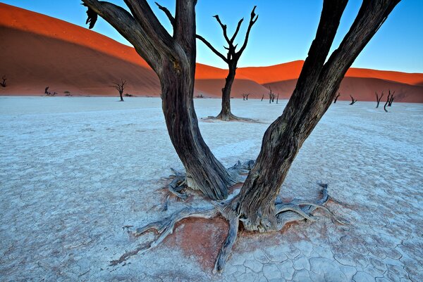 Ancient trees in the Vlei