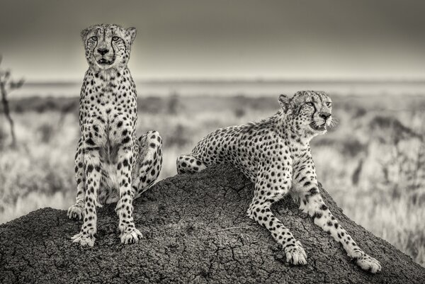 Two Cheetahs watching out