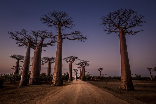 AllAce des Baobabs