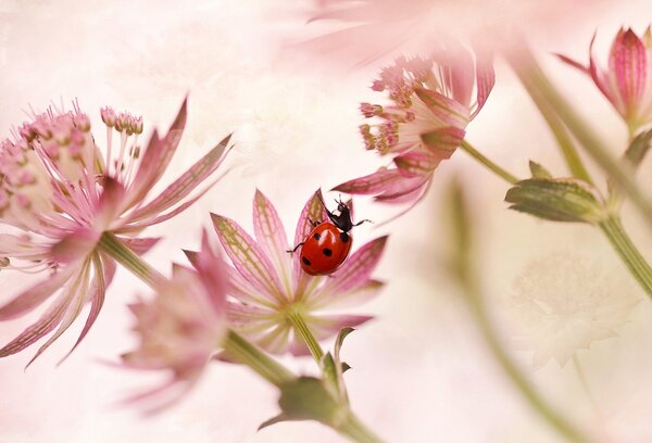 Ladybird and pink flowers