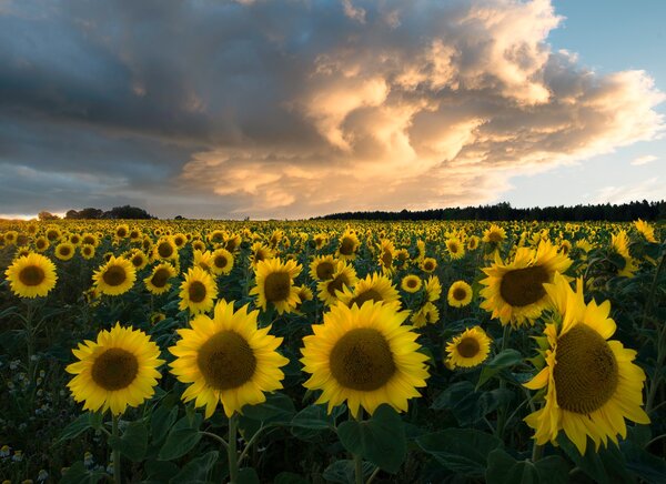 Sunflowers in Sweden