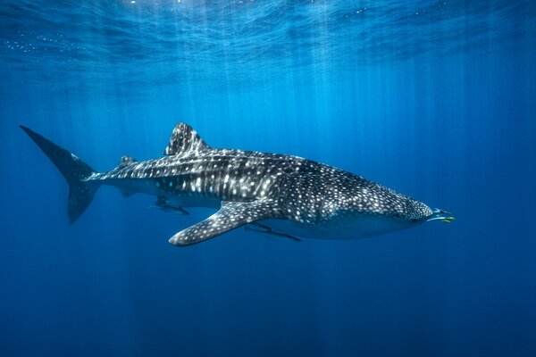 Whale shark in the blue