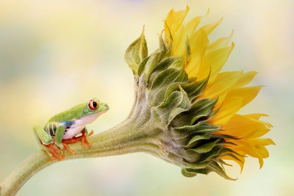 Red Eyed Tree Frog on a Sunflower