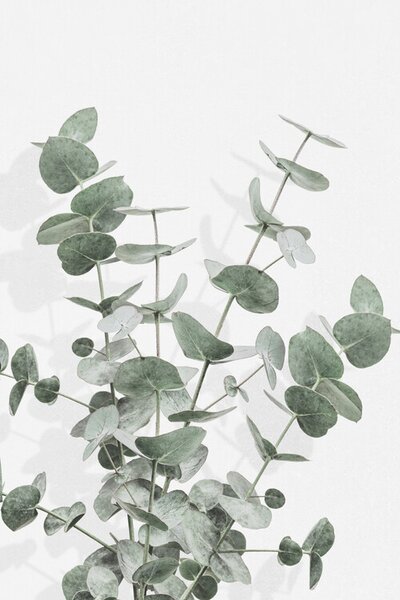 Illustration Eucalyptus Creative 16, Studio Collection