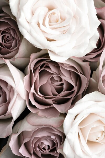 Fotografi Roses, Studio Collection