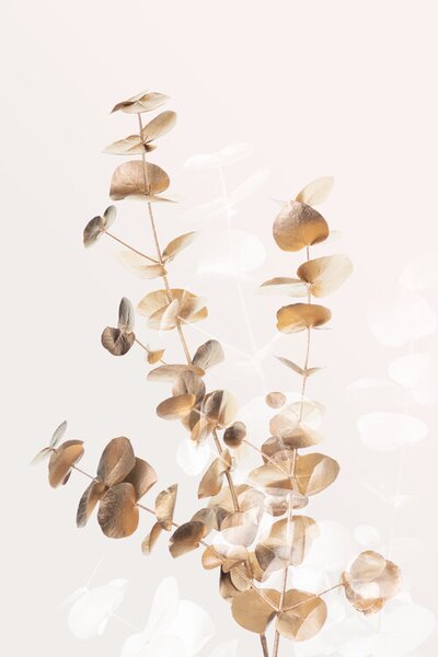 Illustration Eucalyptus Creative Gold 03, Studio Collection