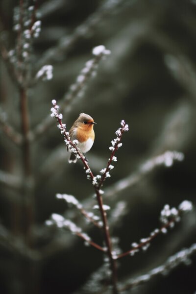 Fotografi Cute Robin, Treechild