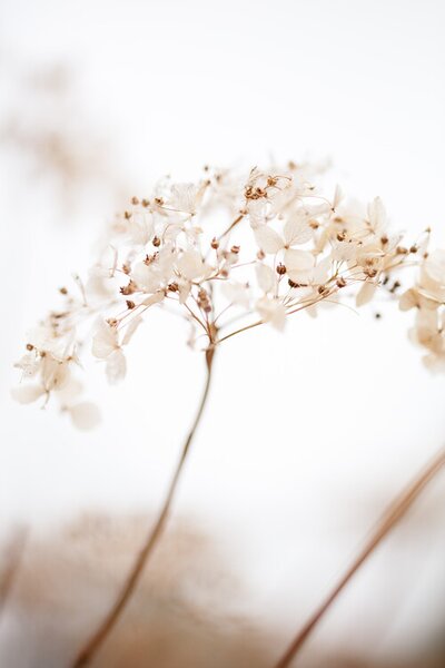 Fotografi Soft dried flower_brown, Studio Collection