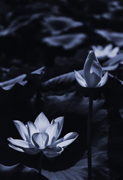 Fotografi Midsummer lotus, Sunao Isotani
