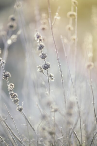 Fotografi Dry plants at winter, Javier Pardina