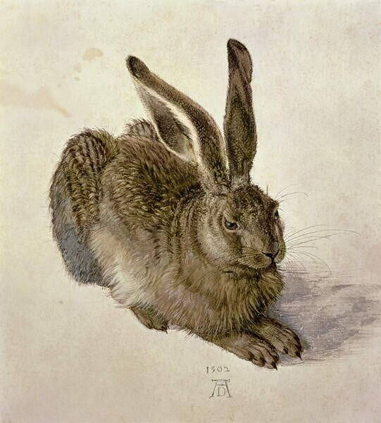 Bildreproduktion Hare, 1502, Albrecht Dürer