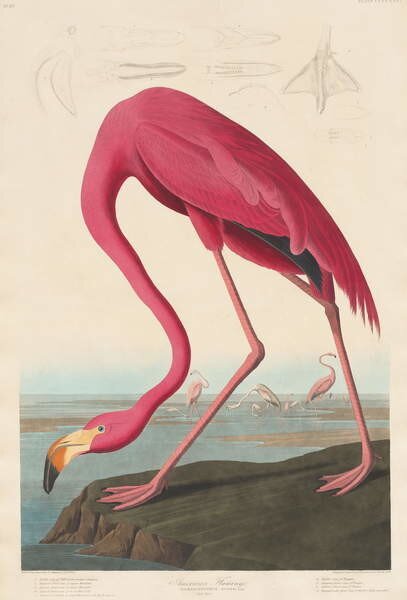 John James (after) Audubon - Konsttryck American Flamingo, 1838, (26.7 x 40 cm)