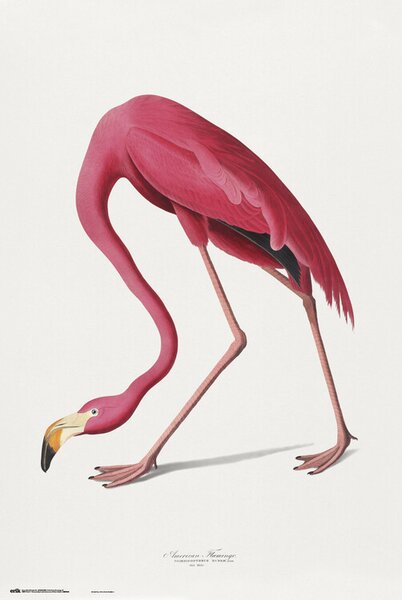 Poster, Affisch American Flamingo