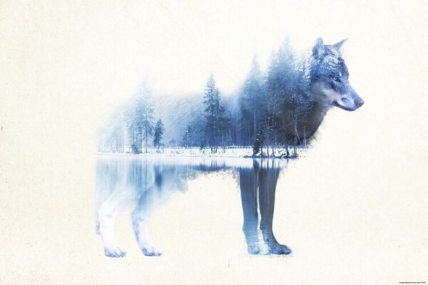 Poster, Affisch Forest Wolf