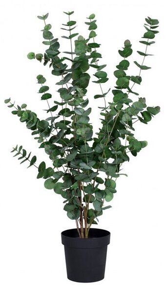 Konstväxt Eucalyptus