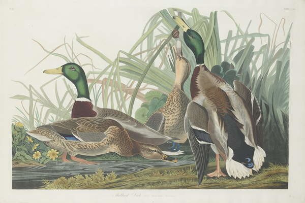 John James (after) Audubon - Konsttryck Mallard Duck, 1834, (40 x 26.7 cm)