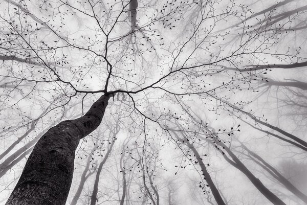 Konstfotografering A view of the tree crown, Tom Pavlasek, (40 x 26.7 cm)