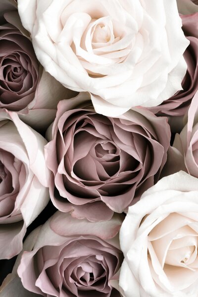 Konstfotografering Roses, Studio Collection, (26.7 x 40 cm)