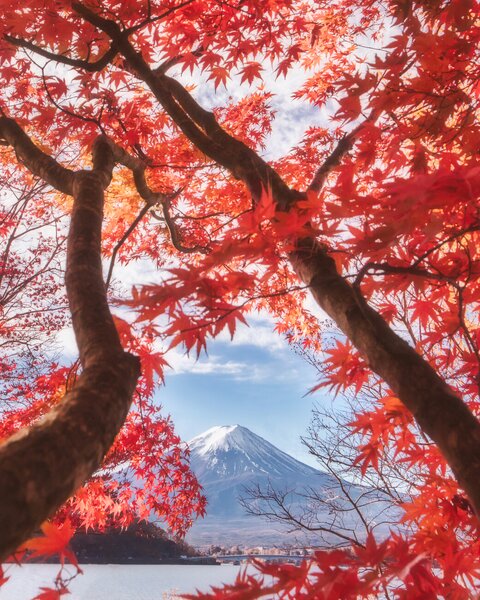 Konstfotografering Mt.fuji is in the autumn leaves, Makiko Samejima, (30 x 40 cm)