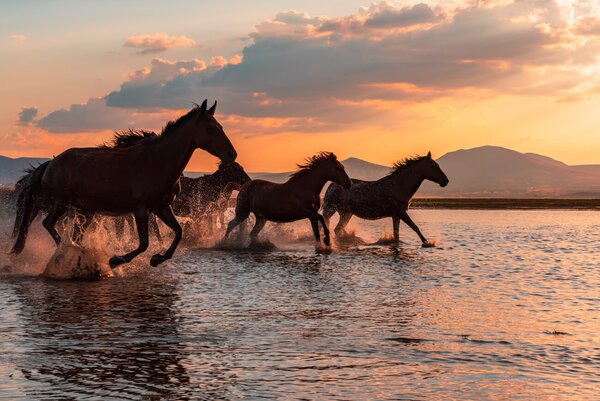 Fotografi WATER HORSES, BARKAN TEKDOGAN, (40 x 26.7 cm)