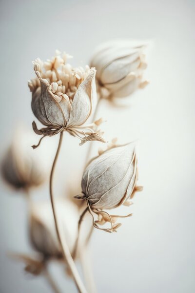 Konstfotografering Beige Felt Flowers, Treechild, (26.7 x 40 cm)