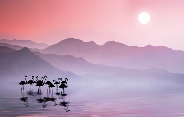 Konstfotografering Flamingos Sunset, Bess Hamiti, (40 x 24.6 cm)