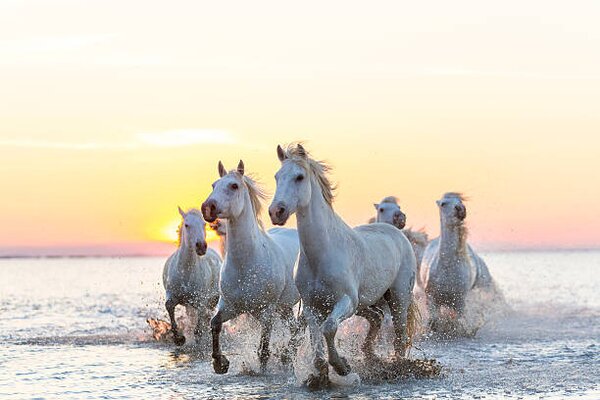 Fotografi Camargue white horses running in water at sunset, Peter Adams