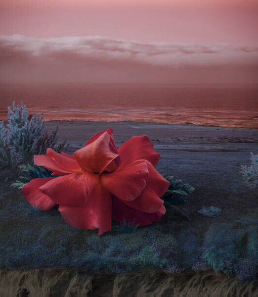 Konsttryck Surreal Giant flower rose, Vizerskaya, (35 x 40 cm)