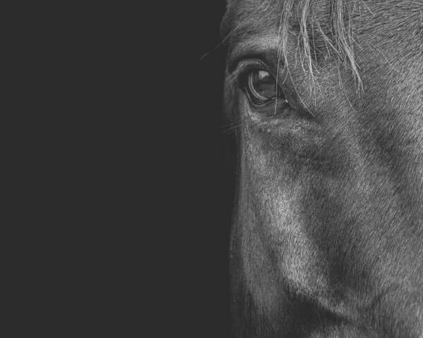 Konstfotografering Horse, Horse & Hound Fine Art Photography, (40 x 30 cm)