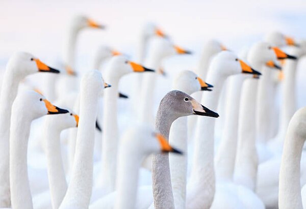 Fotografi Unique swan, High quality images of Japan and nature, (40 x 26.7 cm)