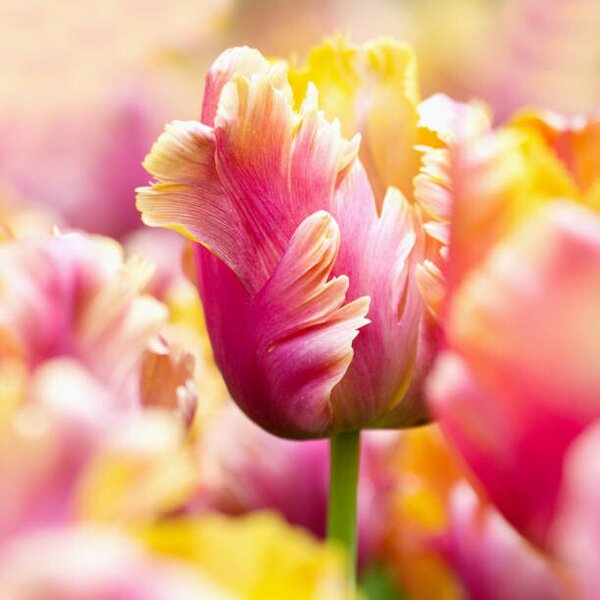 Konstfotografering Close-up tulips, Helaine Weide, (40 x 40 cm)