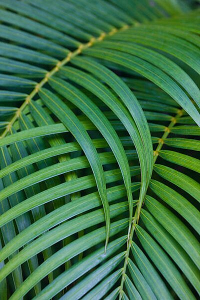 Konstfotografering Tropical Coconut Palm Leaves, Darrell Gulin, (26.7 x 40 cm)