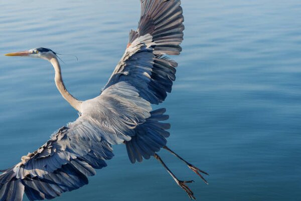Konstfotografering Great Blue Heron, Michael H Spivak, (40 x 26.7 cm)