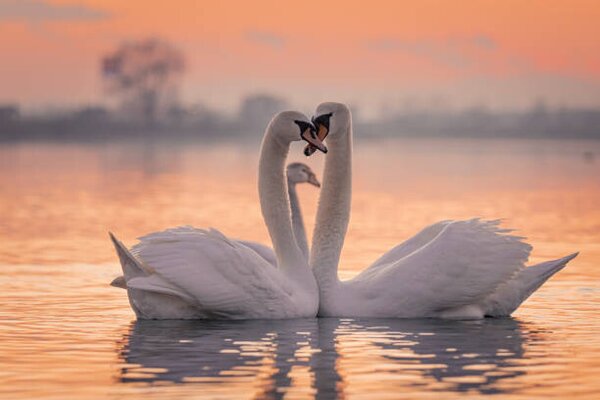 Fotografi Swans floating on lake during sunset, SimonSkafar, (40 x 26.7 cm)