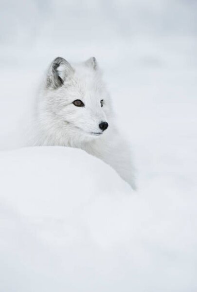 Konstfotografering An arctic fox in the snow., Andy Astbury, (26.7 x 40 cm)