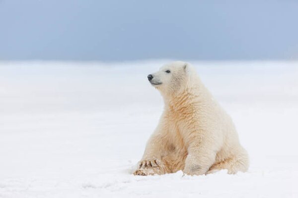 Fotografi Polar bear cub in the snow, Patrick J. Endres, (40 x 26.7 cm)
