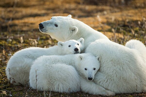 Konstfotografering Polar Bear and Cubs by Hudson, Paul Souders, (40 x 26.7 cm)