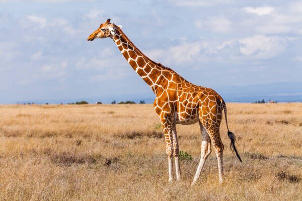 Konstfotografering Giraffes in the savannah, Kenya, Anton Petrus, (40 x 26.7 cm)