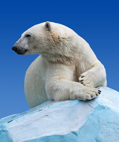 Konstfotografering Polar bear on a rock against blue sky, JackF, (35 x 40 cm)