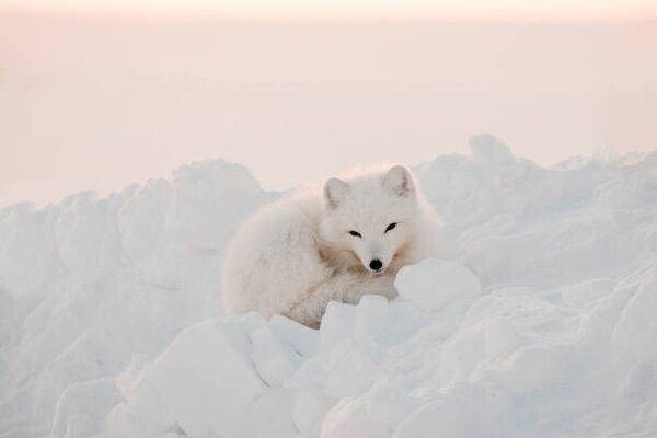 Konstfotografering Arctic white fox close-up. Arctic fox, Oksana Stasenko, (40 x 26.7 cm)