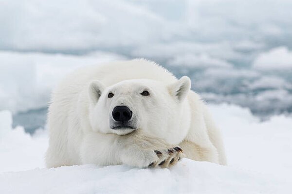 Konstfotografering Polar bear, dagsjo, (40 x 26.7 cm)