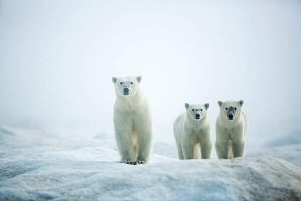 Fotografi Polar Bears in Fog, Hudson Bay, Nunavut, Canada, Paul Souders, (40 x 26.7 cm)