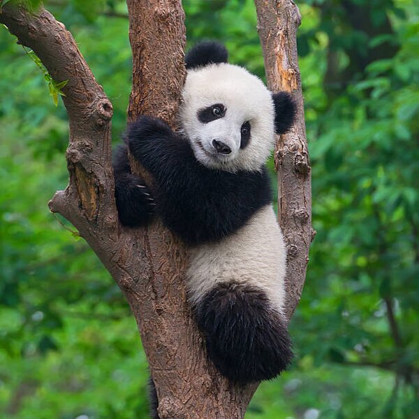 Fotografi Cute panda bear climbing in tree, Hung_Chung_Chih