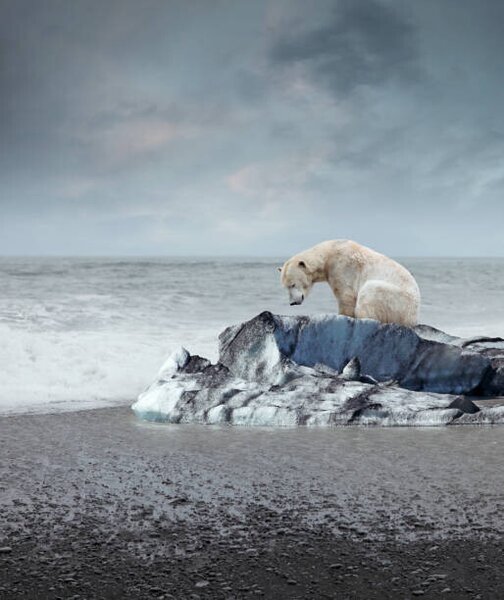 Fotografi Polar bear on the melting iceberg, narvikk, (35 x 40 cm)