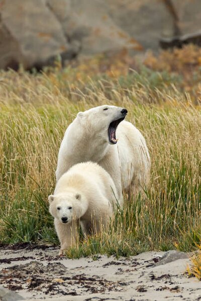 Fotografi Polar Bear mother and cub, sow and cub, Stan Tekiela Author / Naturalist / Wildlife Photographer, (26.7 x 40 cm)