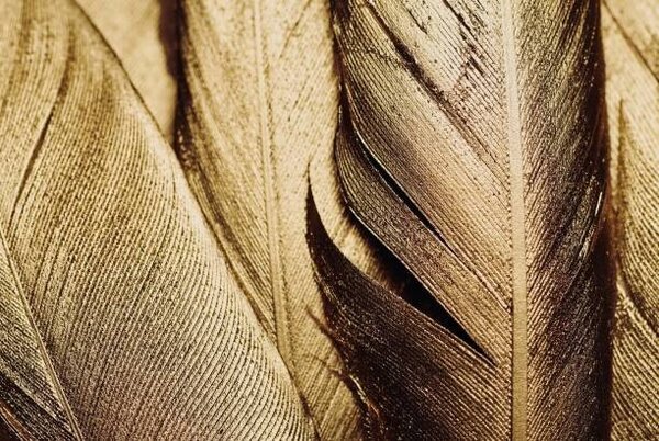 Illustration Close-up of Gold Leaf Feathers, Adrienne Bresnahan, (40 x 26.7 cm)
