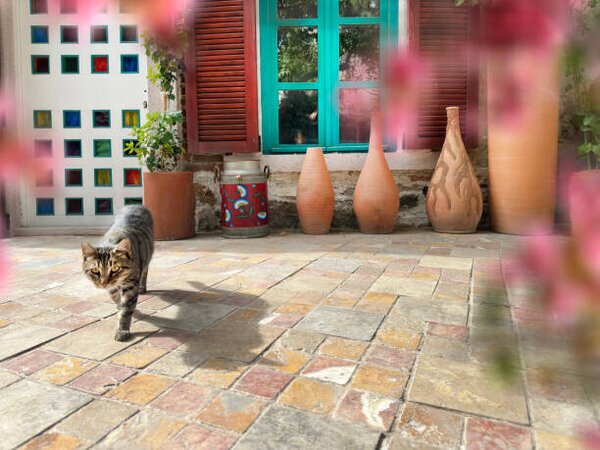 Fotografi Cute domestic cat by house front door, imagedepotpro, (40 x 30 cm)