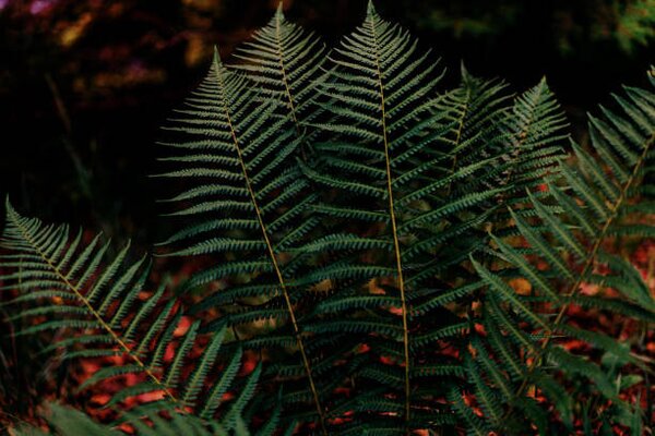 Fotografi Dark green fern foliage in the forest, Olena Malik