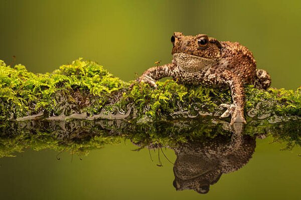 Konstfotografering A common toad, MarkBridger, (40 x 26.7 cm)